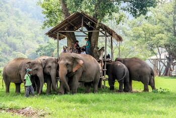 Elephant Nature Park 