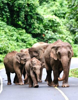 Home To The Elephants<br> - An Elephant Tour Thailand