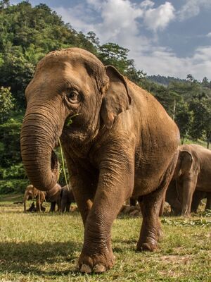 Home To The Elephants<br> - An Elephant Tour Thailand