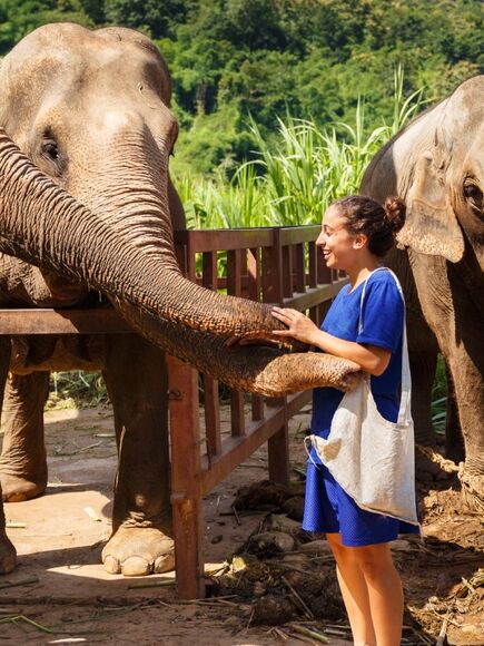Ethical Elephant Interactions