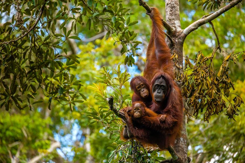 Borneo in summer is the best time to spot wild orangutans