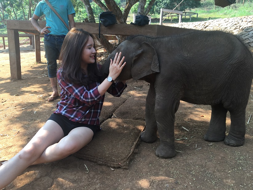 Tran Thuy is playing with a baby elephant in National Elephant Park, Chiang Mai, Thailand