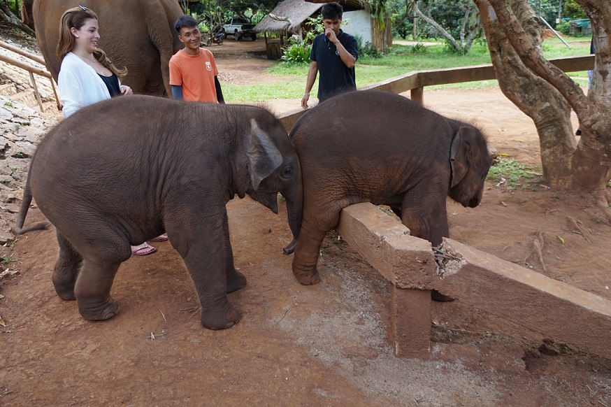 A baby elephant is trying to help his friend. This photo was taken at Patara Elephant Farm, Chiang Mai, Thailand.