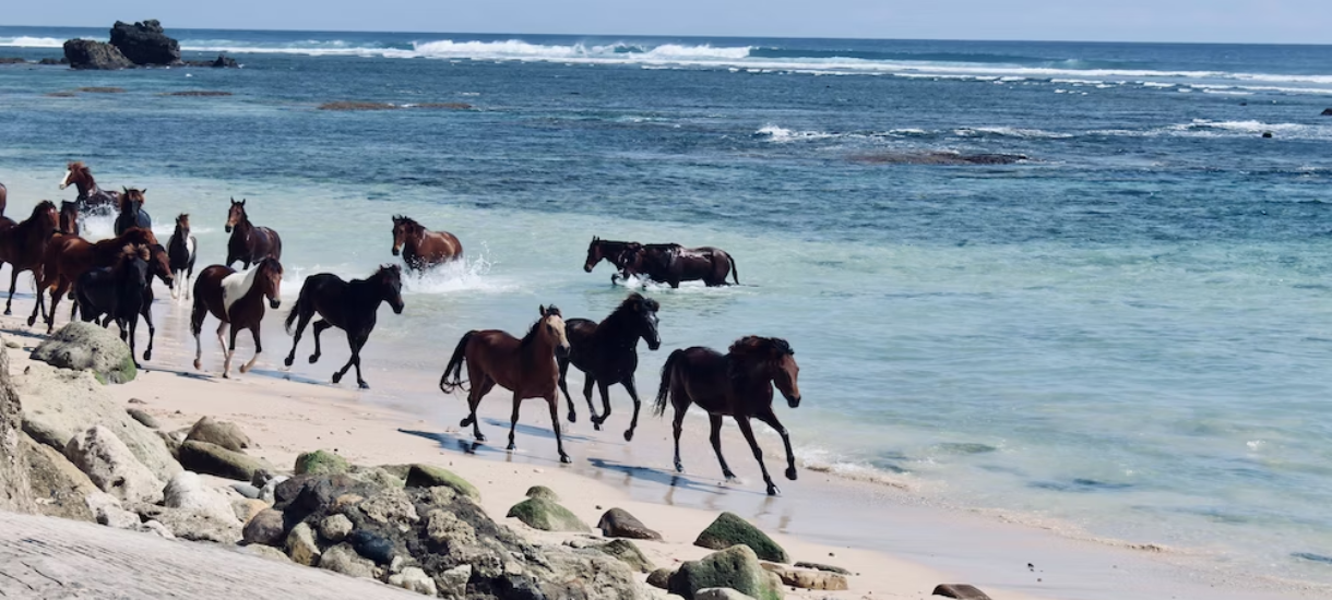 a group of horses running along the beach